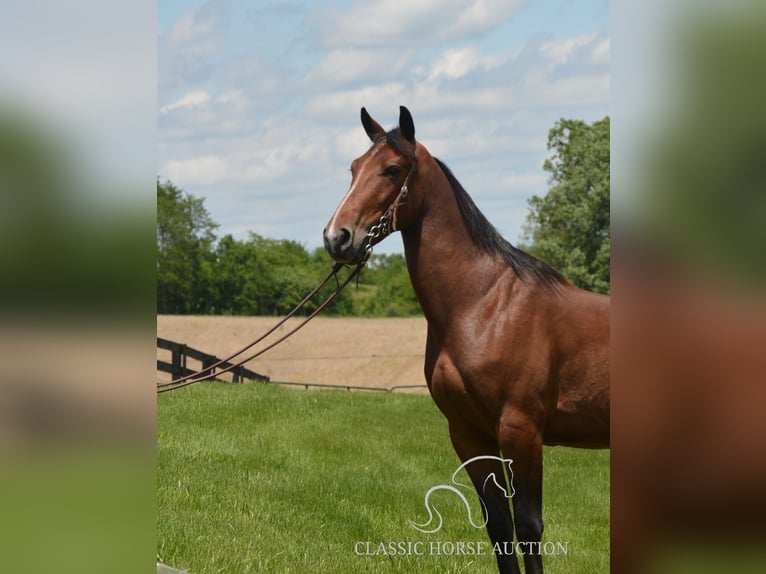 Kentucky Mountain Saddle Horse Gelding 8 years 15 hh Bay in Hustonville, KY