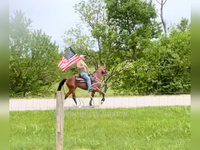 Kentucky Mountain Saddle Horse Gelding 8 years 15 hh Bay in Hustonville, KY