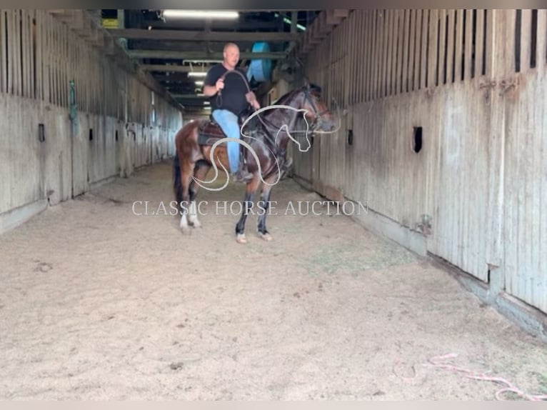 Kentucky Mountain Saddle Horse Gelding 8 years 15 hh Bay in Hustonville, KY