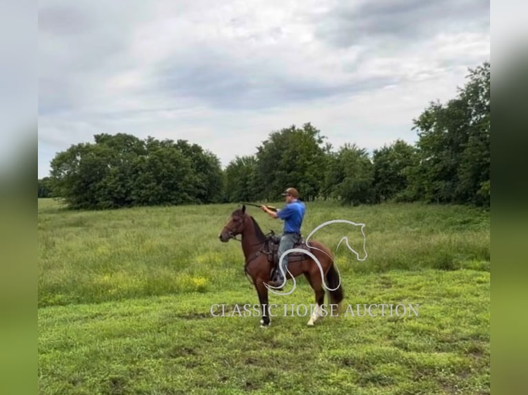 Kentucky Mountain Saddle Horse Gelding 8 years 15 hh Bay in Hustonville, KY
