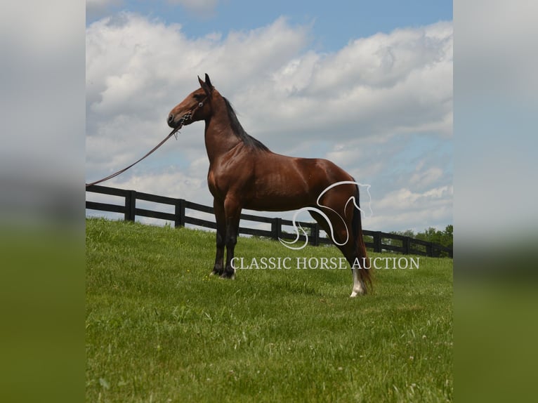 Kentucky Mountain Saddle Horse Gelding 8 years 15 hh Bay in Hustonville, KY