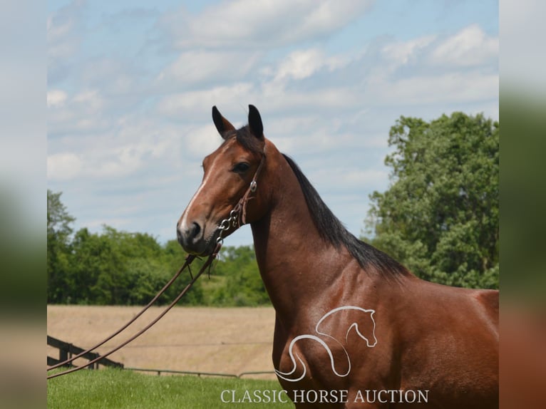 Kentucky Mountain Saddle Horse Gelding 8 years 15 hh Bay in Hustonville, KY