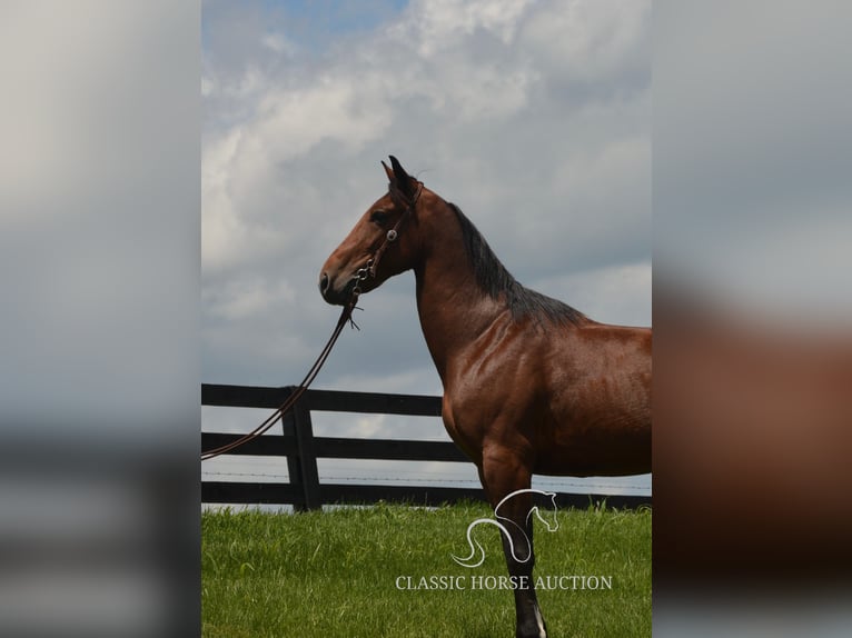 Kentucky Mountain Saddle Horse Gelding 8 years 15 hh Bay in Hustonville, KY