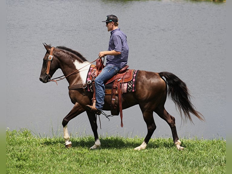 Kentucky Mountain Saddle Horse Gelding 9 years 15 hh Tobiano-all-colors in Whitley City