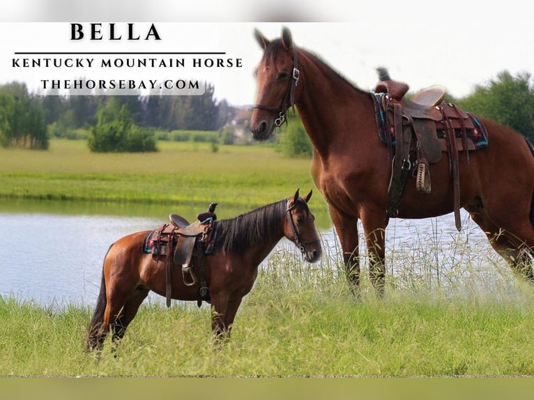 Kentucky Mountain Saddle Horse Giumenta 12 Anni 147 cm Baio ciliegia in Strunk, KY