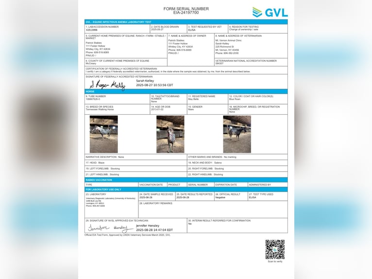 Kentucky Mountain Saddle Horse Giumenta 13 Anni 152 cm Roano blu in Parkers Lake KY