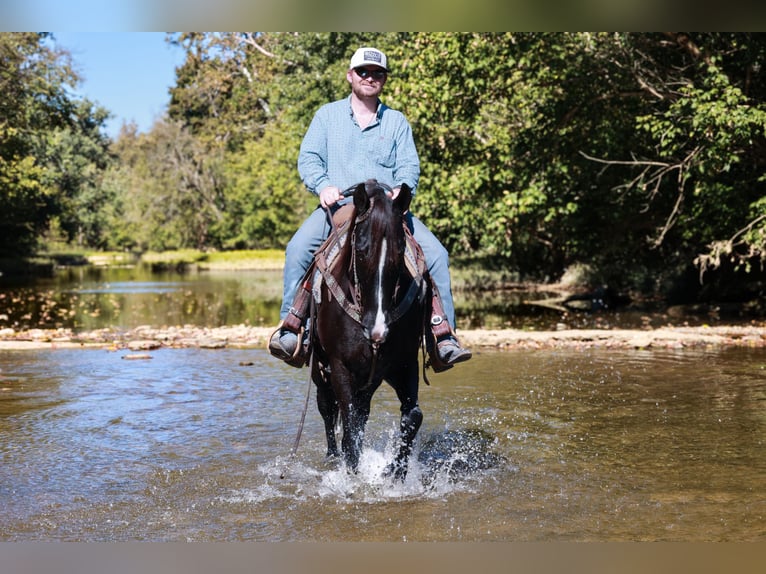 Kentucky Mountain Saddle Horse Giumenta 14 Anni 142 cm Morello in Hillsboro