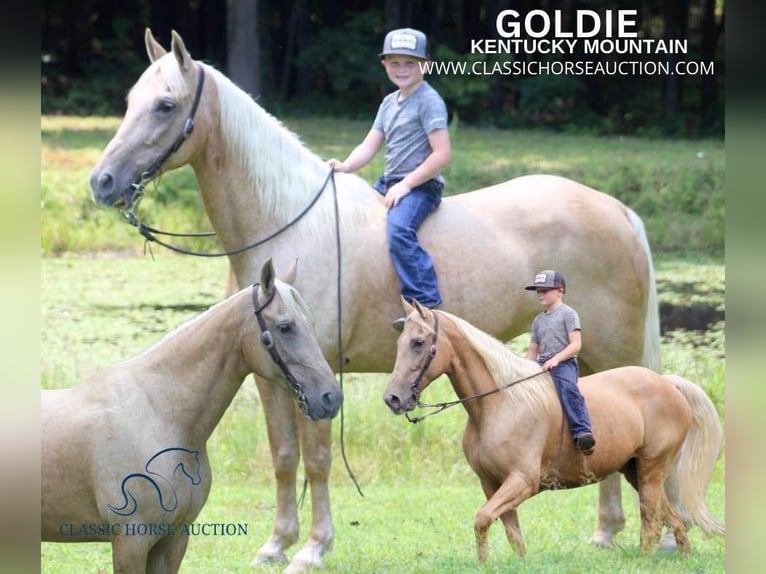 Kentucky Mountain Saddle Horse Giumenta 14 Anni 152 cm Palomino in Whitley City, KY