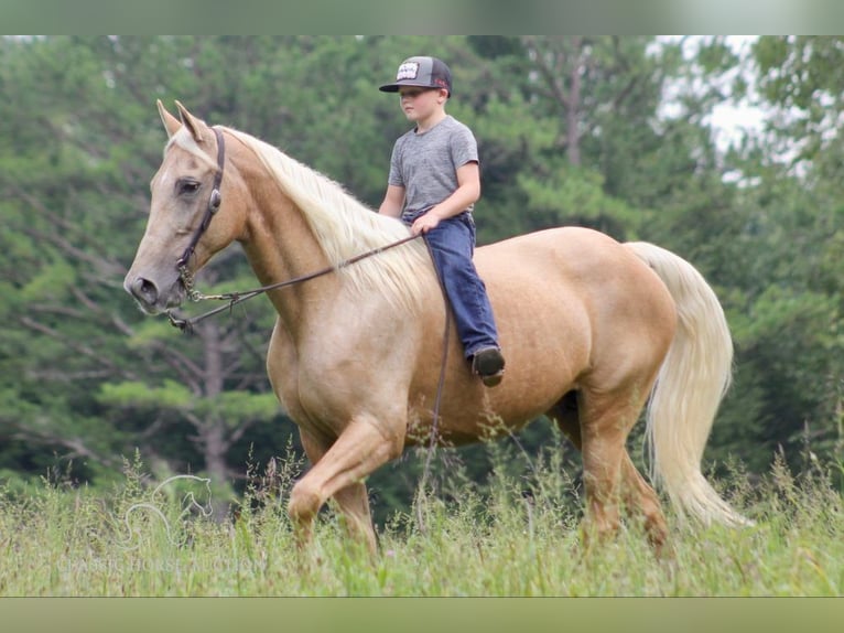 Kentucky Mountain Saddle Horse Giumenta 15 Anni 152 cm Palomino in Whitley City, KY