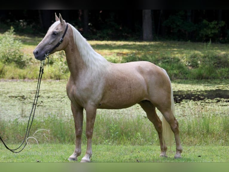 Kentucky Mountain Saddle Horse Giumenta 15 Anni 152 cm Palomino in Whitley City, KY