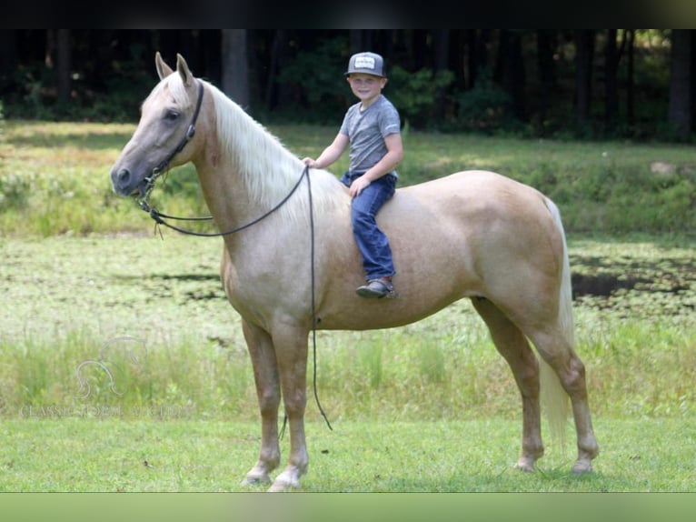 Kentucky Mountain Saddle Horse Giumenta 15 Anni 152 cm Palomino in Whitley City, KY