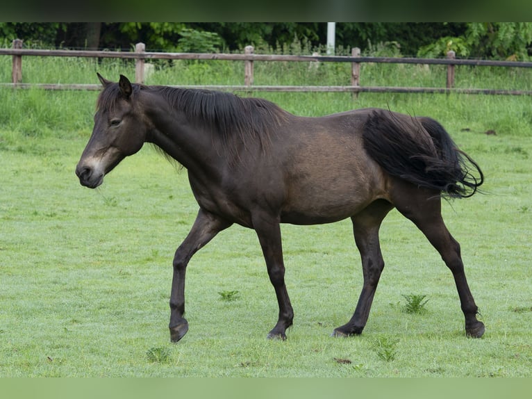 Kentucky Mountain Saddle Horse Giumenta 16 Anni 152 cm Pelle di daino in Milsbeek