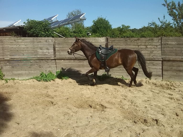 Kentucky Mountain Saddle Horse Giumenta 16 Anni 152 cm Pelle di daino in Milsbeek