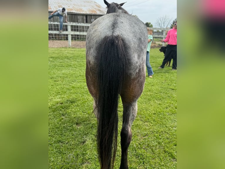 Kentucky Mountain Saddle Horse Giumenta 4 Anni 142 cm Roano blu in Lawrenceburg, KY