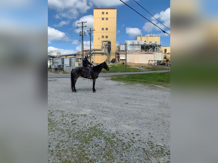 Kentucky Mountain Saddle Horse Giumenta 4 Anni 142 cm Roano blu in Lawrenceburg, KY