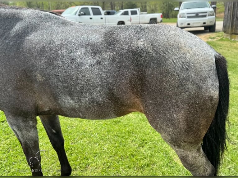 Kentucky Mountain Saddle Horse Giumenta 4 Anni 142 cm Roano blu in Lawrenceburg, KY