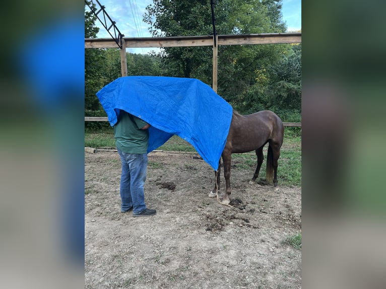 Kentucky Mountain Saddle Horse Giumenta 4 Anni 152 cm Baio ciliegia in Rockholds, KY