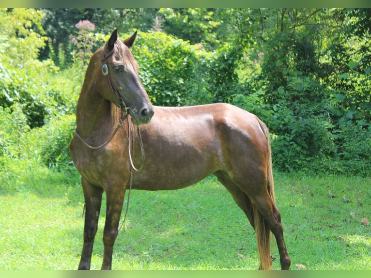 Kentucky Mountain Saddle Horse Giumenta 4 Anni 152 cm Baio ciliegia in Rockholds, KY