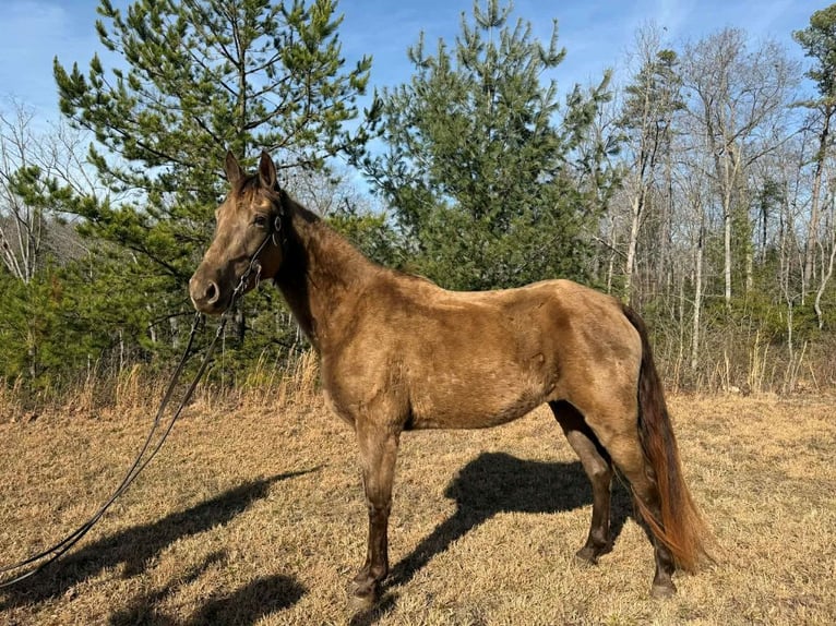 Kentucky Mountain Saddle Horse Giumenta 4 Anni 152 cm Baio ciliegia in Whitley City