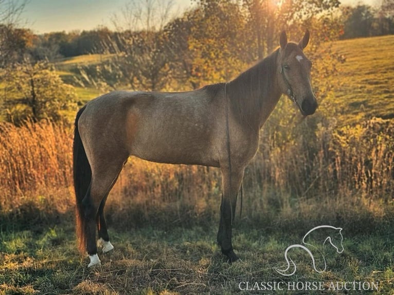 Kentucky Mountain Saddle Horse Giumenta 4 Anni 152 cm Pelle di daino in Parkers Lake