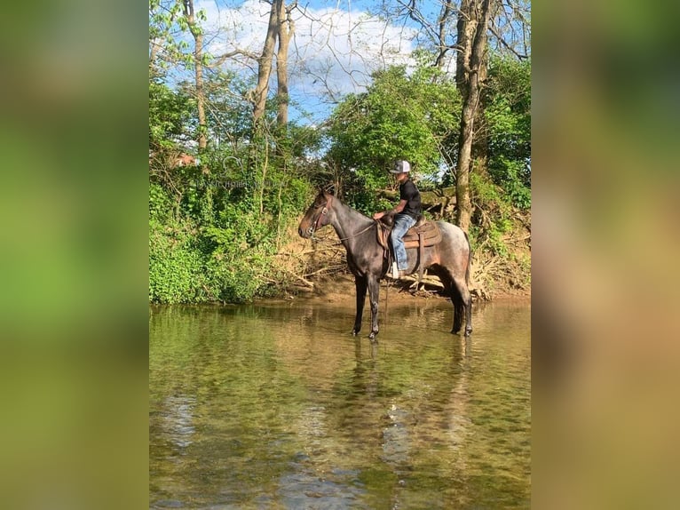 Kentucky Mountain Saddle Horse Giumenta 5 Anni 142 cm Roano blu in Lawrenceburg, KY