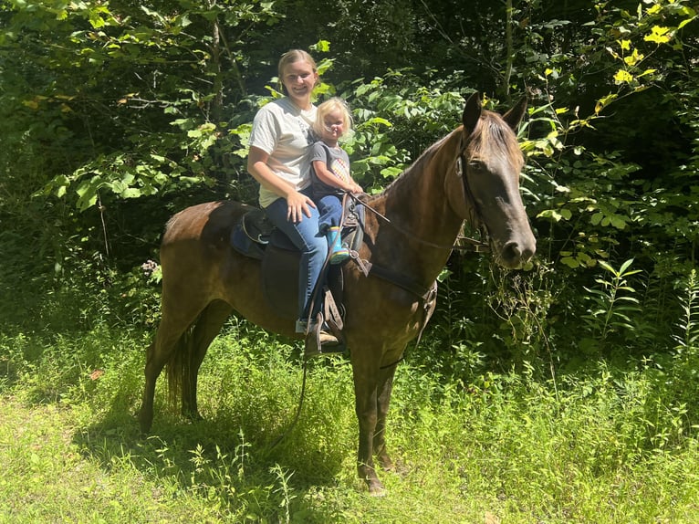 Kentucky Mountain Saddle Horse Giumenta 5 Anni 152 cm Baio ciliegia in Rockholds, KY