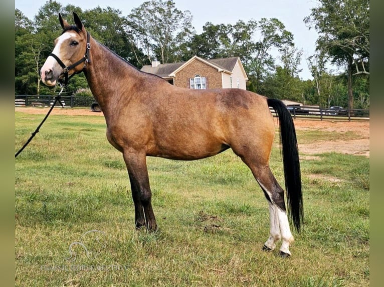 Kentucky Mountain Saddle Horse Giumenta 5 Anni 152 cm Pelle di daino in Gillsville, GA