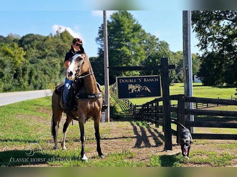 Kentucky Mountain Saddle Horse Giumenta 5 Anni 152 cm Pelle di daino in Gillsville, GA