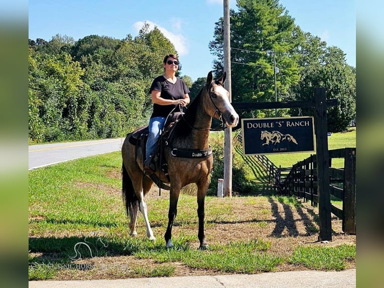 Kentucky Mountain Saddle Horse Giumenta 5 Anni 152 cm Pelle di daino in Gillsville, GA