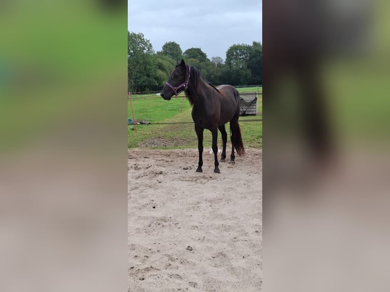 Kentucky Mountain Saddle Horse Giumenta 5 Anni 155 cm Morello in Offenheim