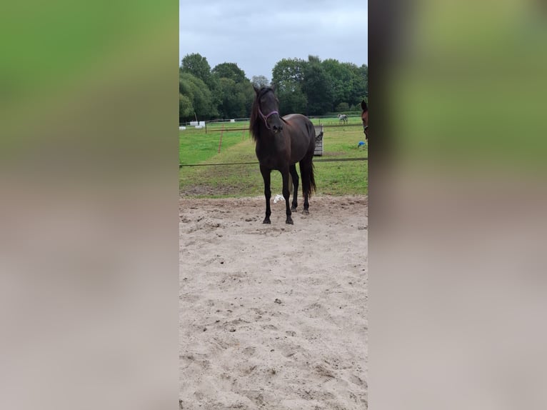 Kentucky Mountain Saddle Horse Giumenta 5 Anni 155 cm Morello in Offenheim