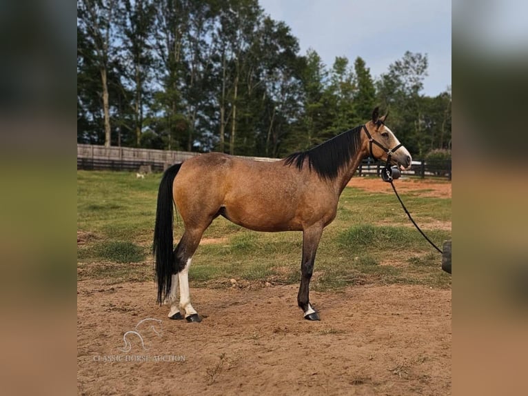 Kentucky Mountain Saddle Horse Giumenta 6 Anni 152 cm Pelle di daino in Gillsville, GA