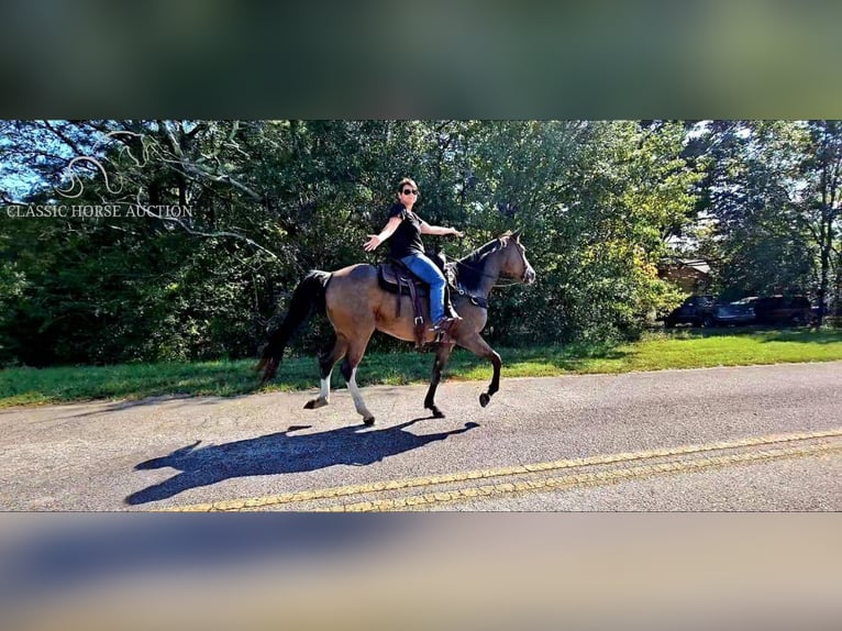 Kentucky Mountain Saddle Horse Giumenta 6 Anni 152 cm Pelle di daino in Gillsville, GA