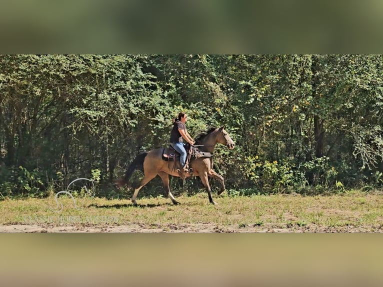 Kentucky Mountain Saddle Horse Giumenta 6 Anni 152 cm Pelle di daino in Gillsville, GA