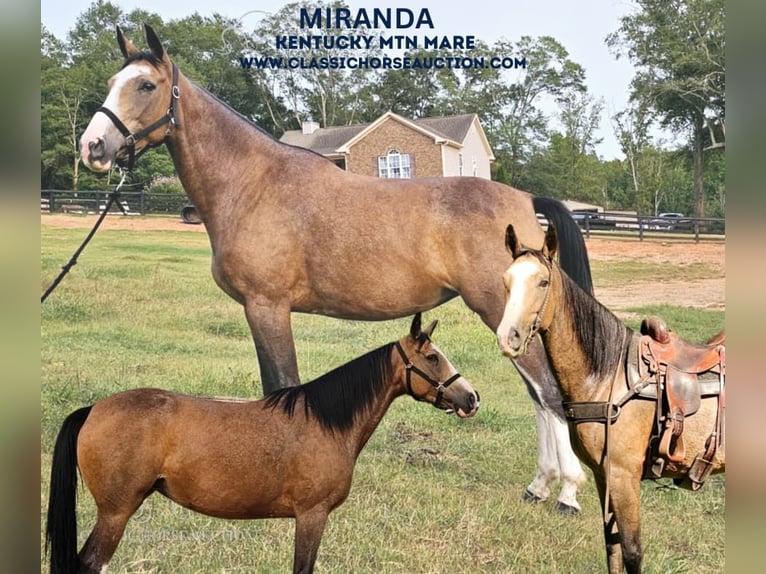 Kentucky Mountain Saddle Horse Giumenta 6 Anni 152 cm Pelle di daino in Gillsville, GA