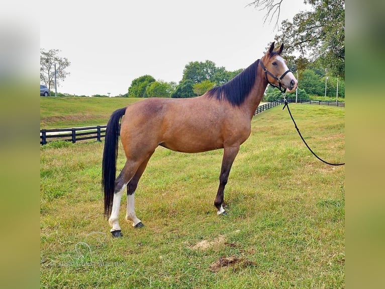 Kentucky Mountain Saddle Horse Giumenta 6 Anni 152 cm Pelle di daino in Gillsville, GA