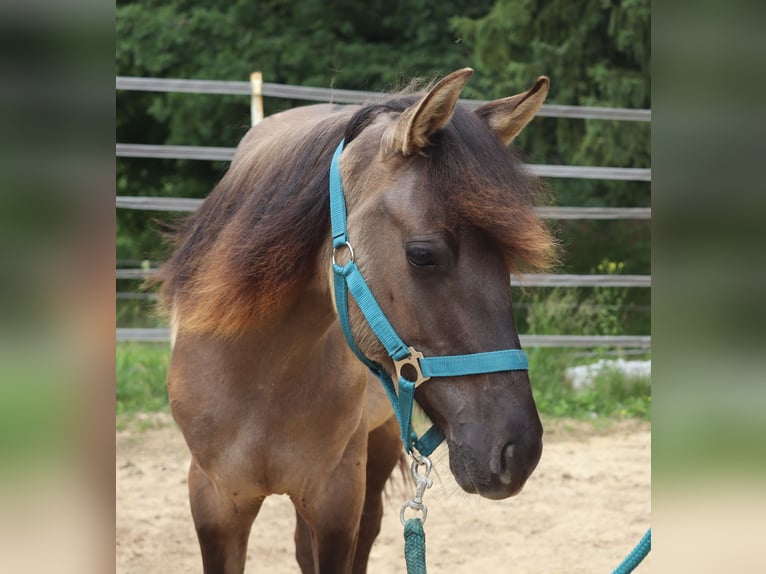 Kentucky Mountain Saddle Horse Hengst 1 Jaar 150 cm Grullo in Tragwein