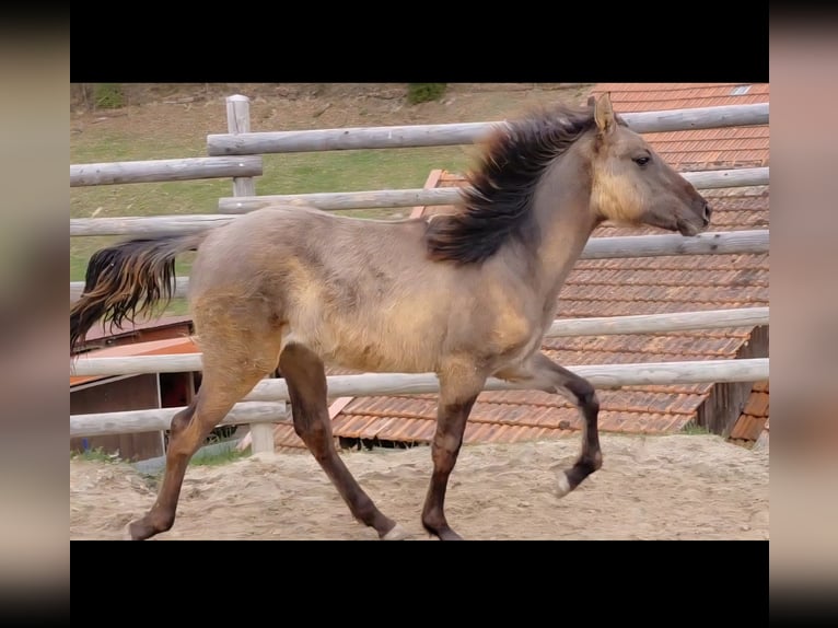 Kentucky Mountain Saddle Horse Hengst 1 Jaar 150 cm Grullo in Tragwein