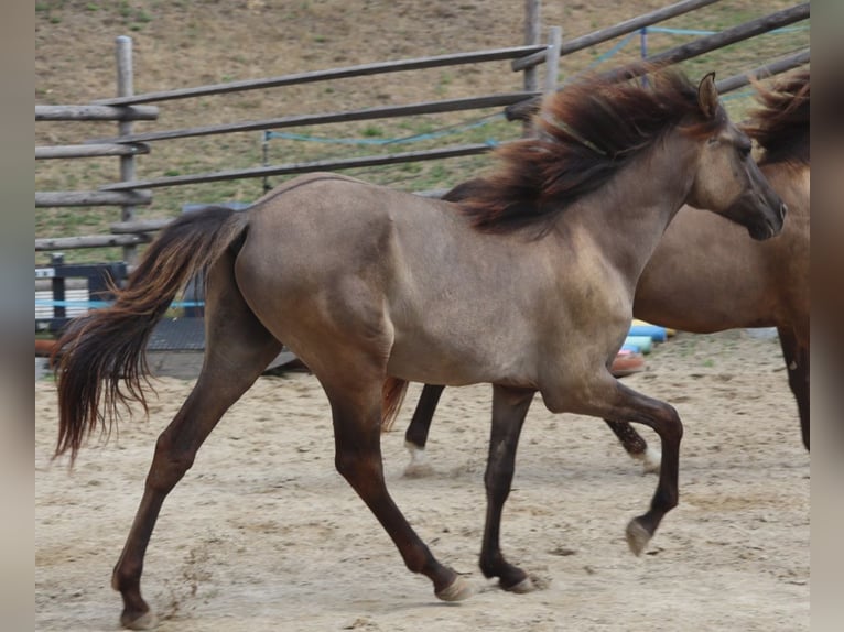 Kentucky Mountain Saddle Horse Hengst 1 Jahr 150 cm Grullo in Tragwein