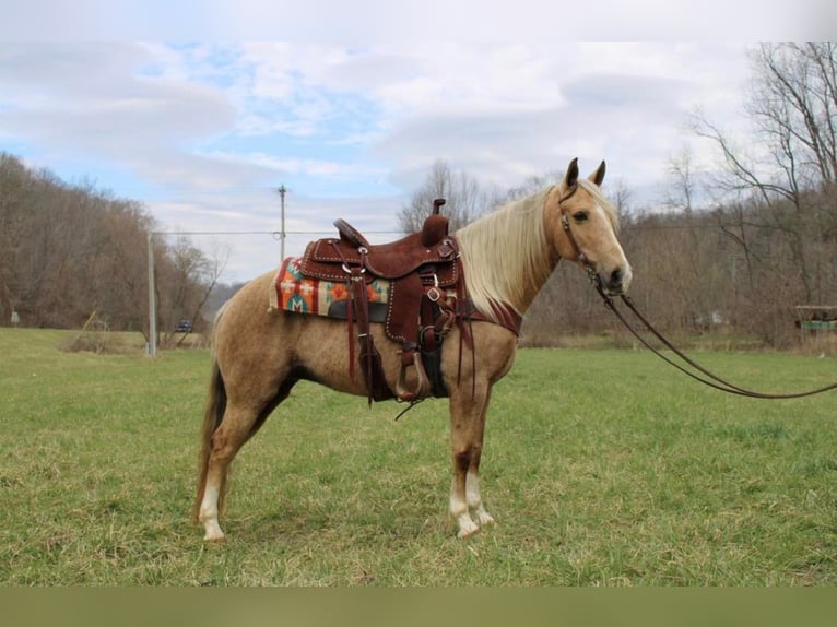 Kentucky Mountain Saddle Horse Hongre 10 Ans 137 cm Palomino in Salyersville KY