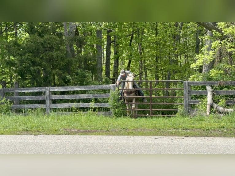 Kentucky Mountain Saddle Horse Hongre 10 Ans 152 cm Palomino in Moscow, OH