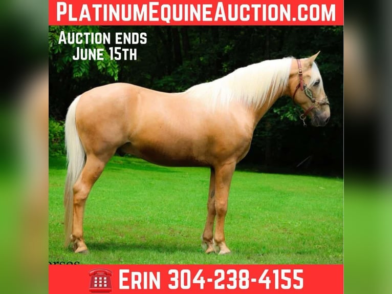 Kentucky Mountain Saddle Horse Hongre 10 Ans 152 cm Palomino in Flemingsburg KY