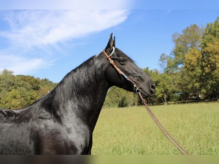Kentucky Mountain Saddle Horse Hongre 10 Ans 155 cm Noir in Moscow, OH