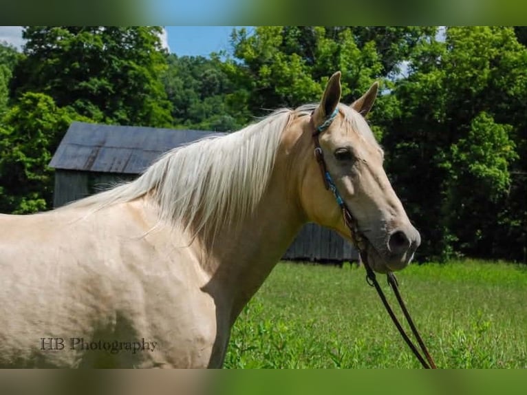 Kentucky Mountain Saddle Horse Hongre 10 Ans 163 cm Palomino in Felicity