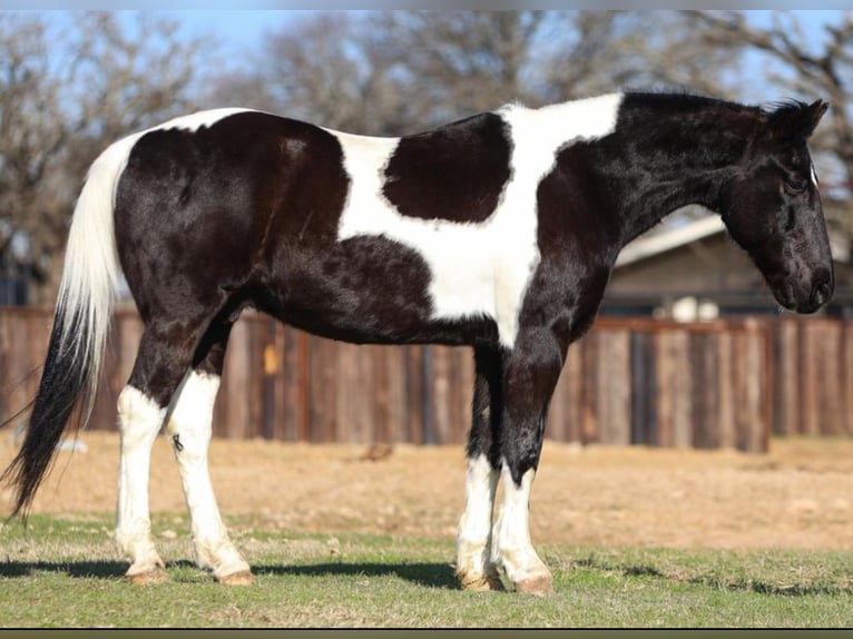 Kentucky Mountain Saddle Horse Hongre 10 Ans 163 cm Pinto in Warrenton
