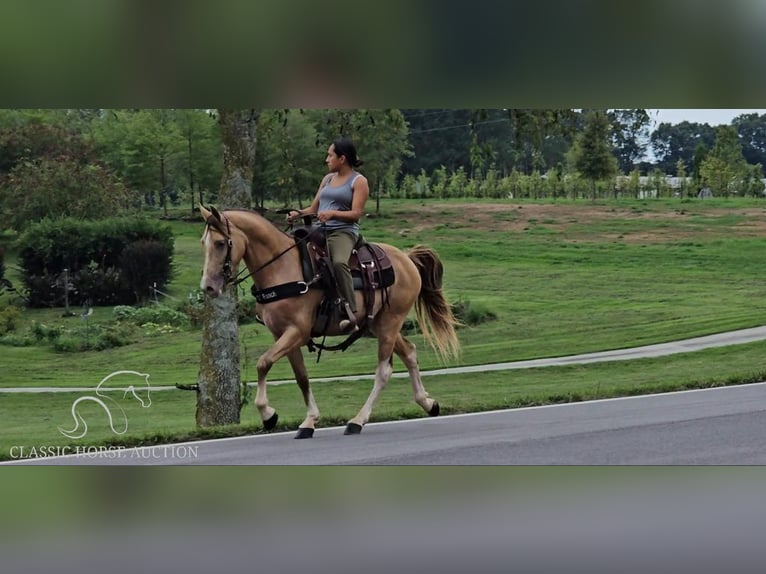 Kentucky Mountain Saddle Horse Hongre 12 Ans 142 cm Champagne in Gillsville, GA