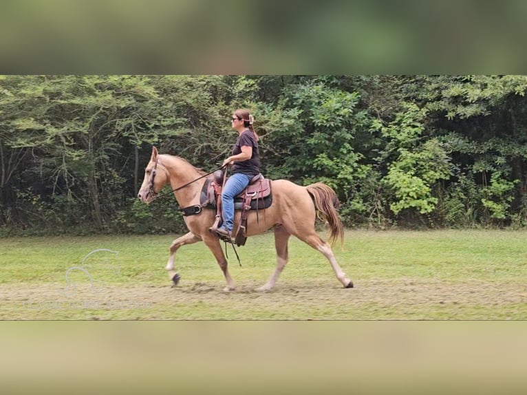 Kentucky Mountain Saddle Horse Hongre 12 Ans 142 cm Champagne in Gillsville, GA