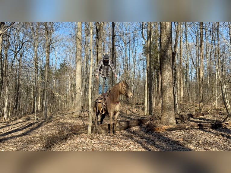 Kentucky Mountain Saddle Horse Hongre 12 Ans 152 cm Champagne in Moscow OH