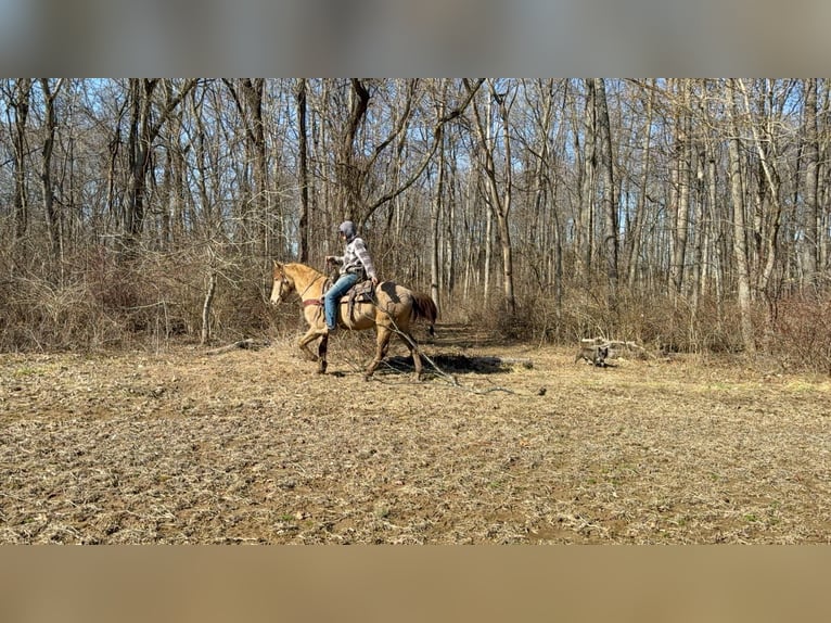 Kentucky Mountain Saddle Horse Hongre 12 Ans 152 cm Champagne in Moscow OH