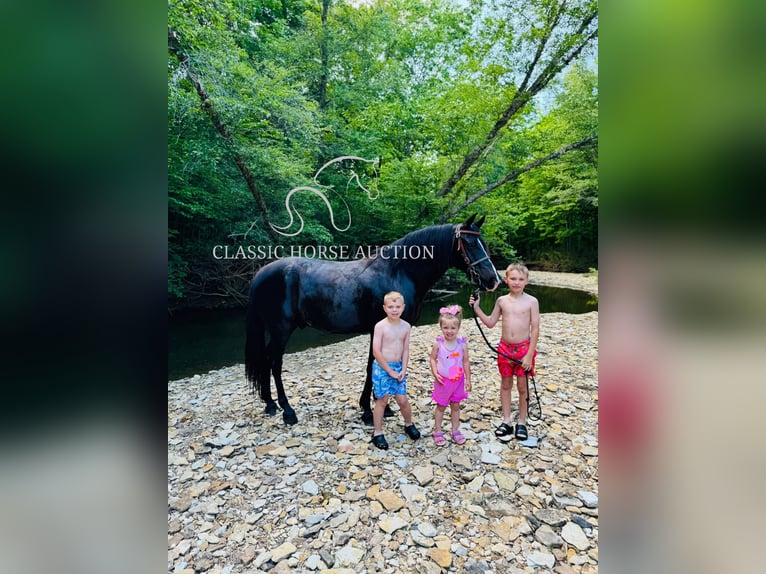 Kentucky Mountain Saddle Horse Hongre 12 Ans 152 cm Noir in Breeding, KY